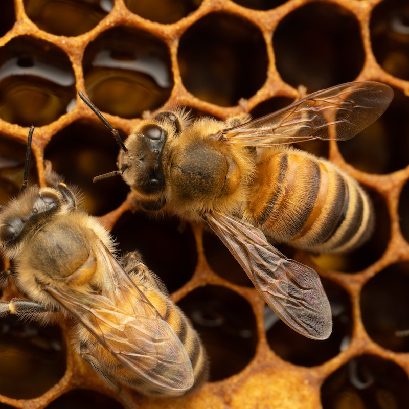 A bee standing on cells full of nectar