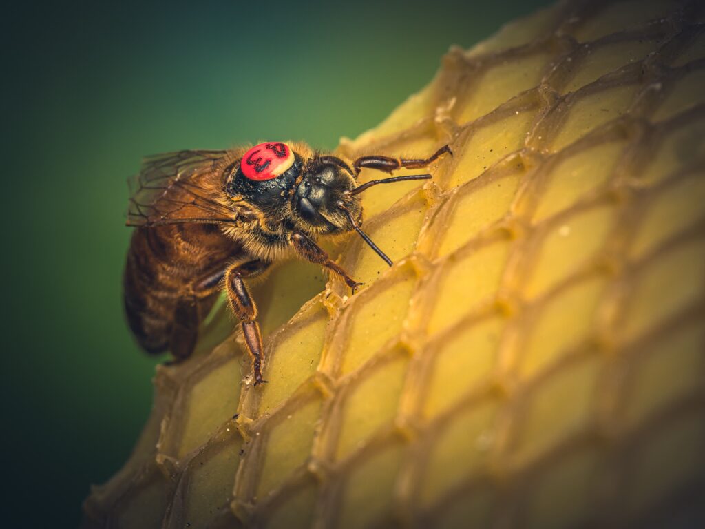 Queen Bee