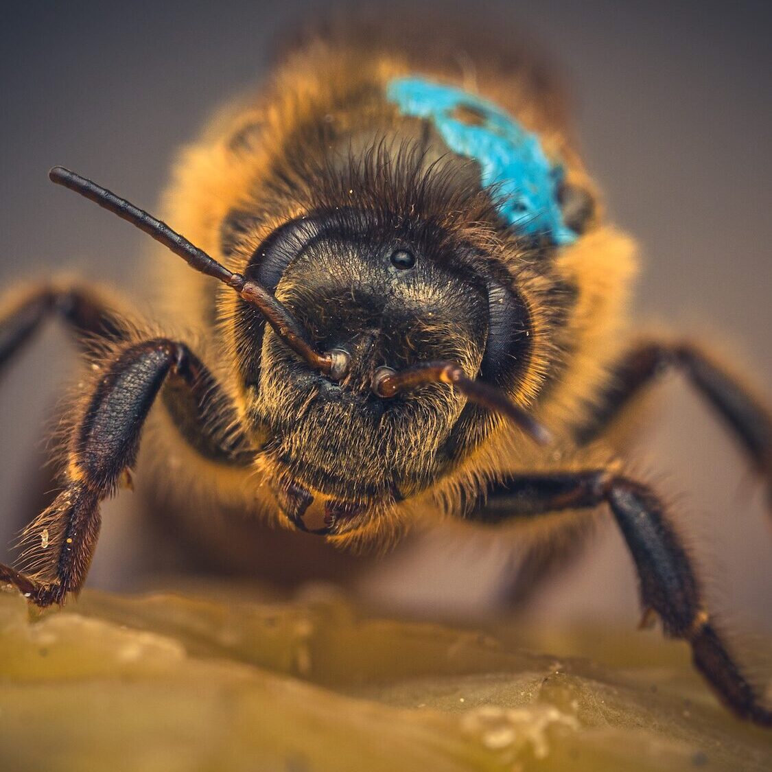 An image of a queen bee.