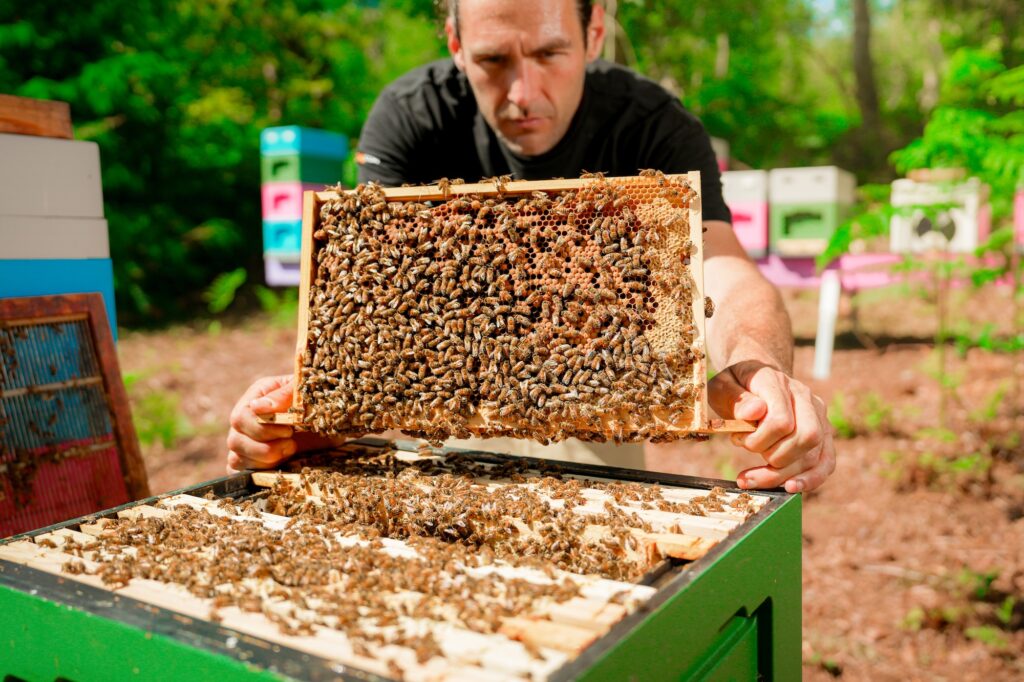 A colony of calm bees.