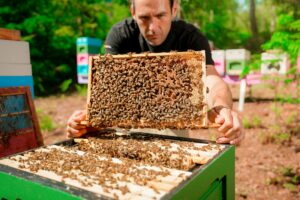 Starter colonies
