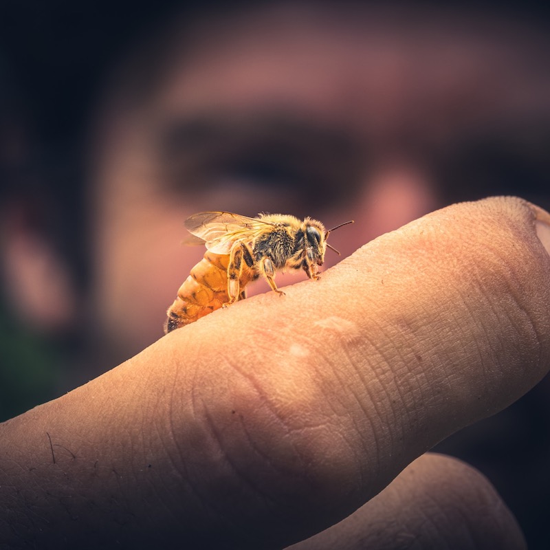 Introducing a Queen to a Laying Worker Colony