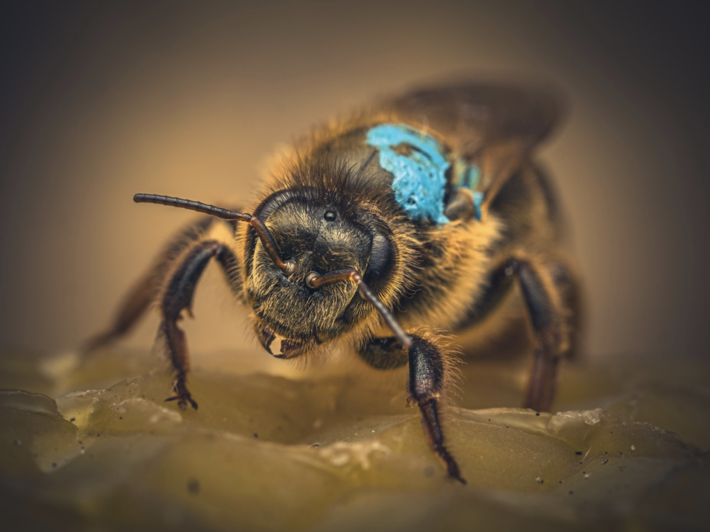 UK Queen Bees
