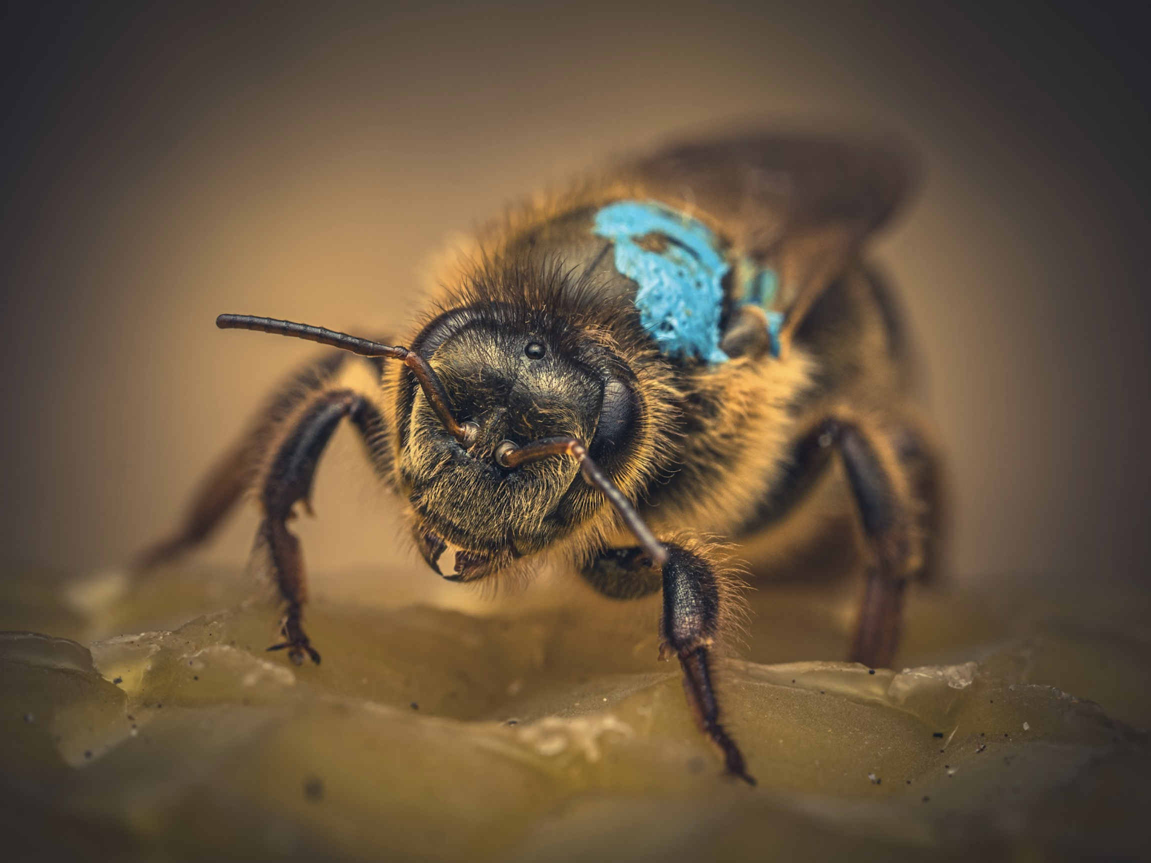 UK Queen Bees - Image 2