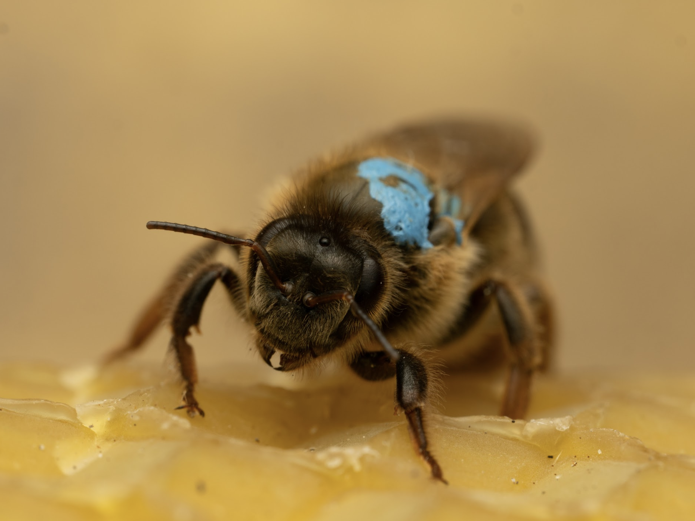 VSH Queen Bees - Image 2