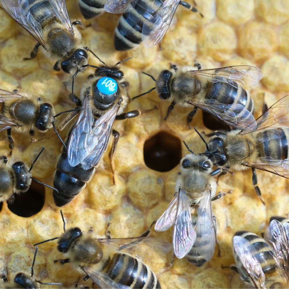 Obsidian Queen Bees