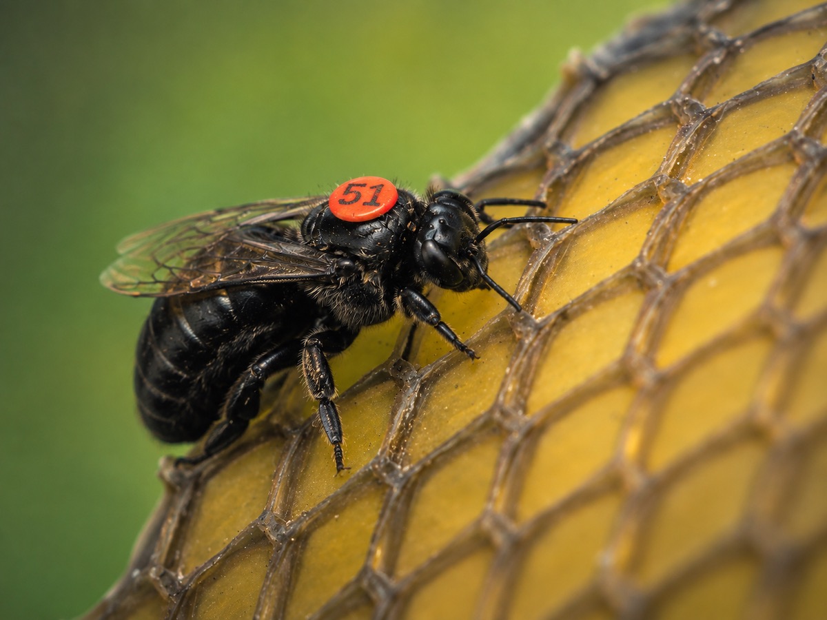 Obsidian Queen Bees - Image 1