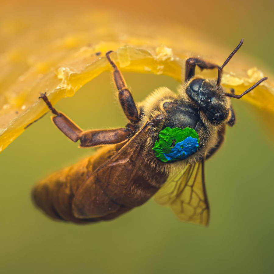 A VSH Queen mated bee with a green and blue dot on its back.