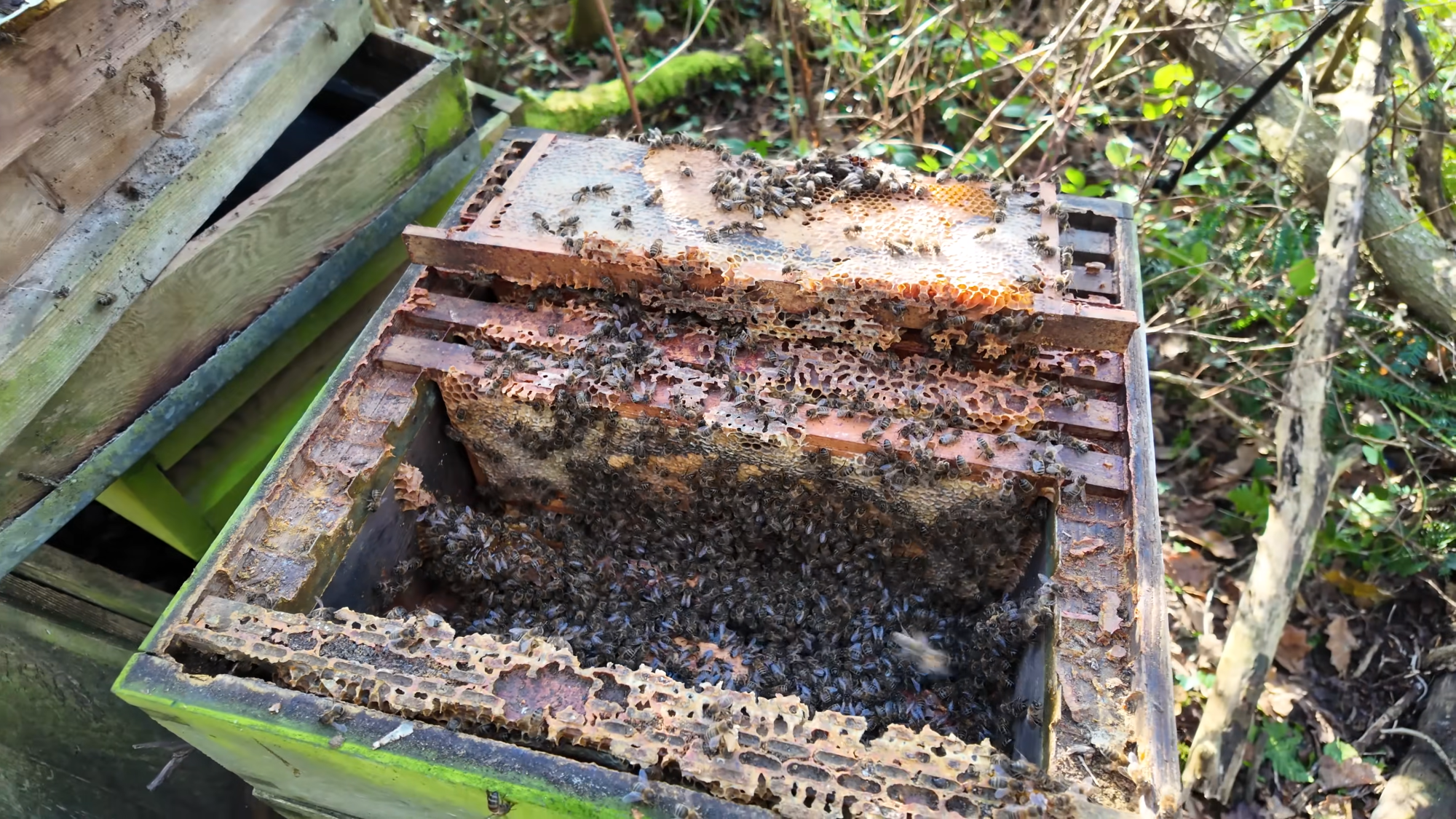 Abandoned beehive inspection: what I found