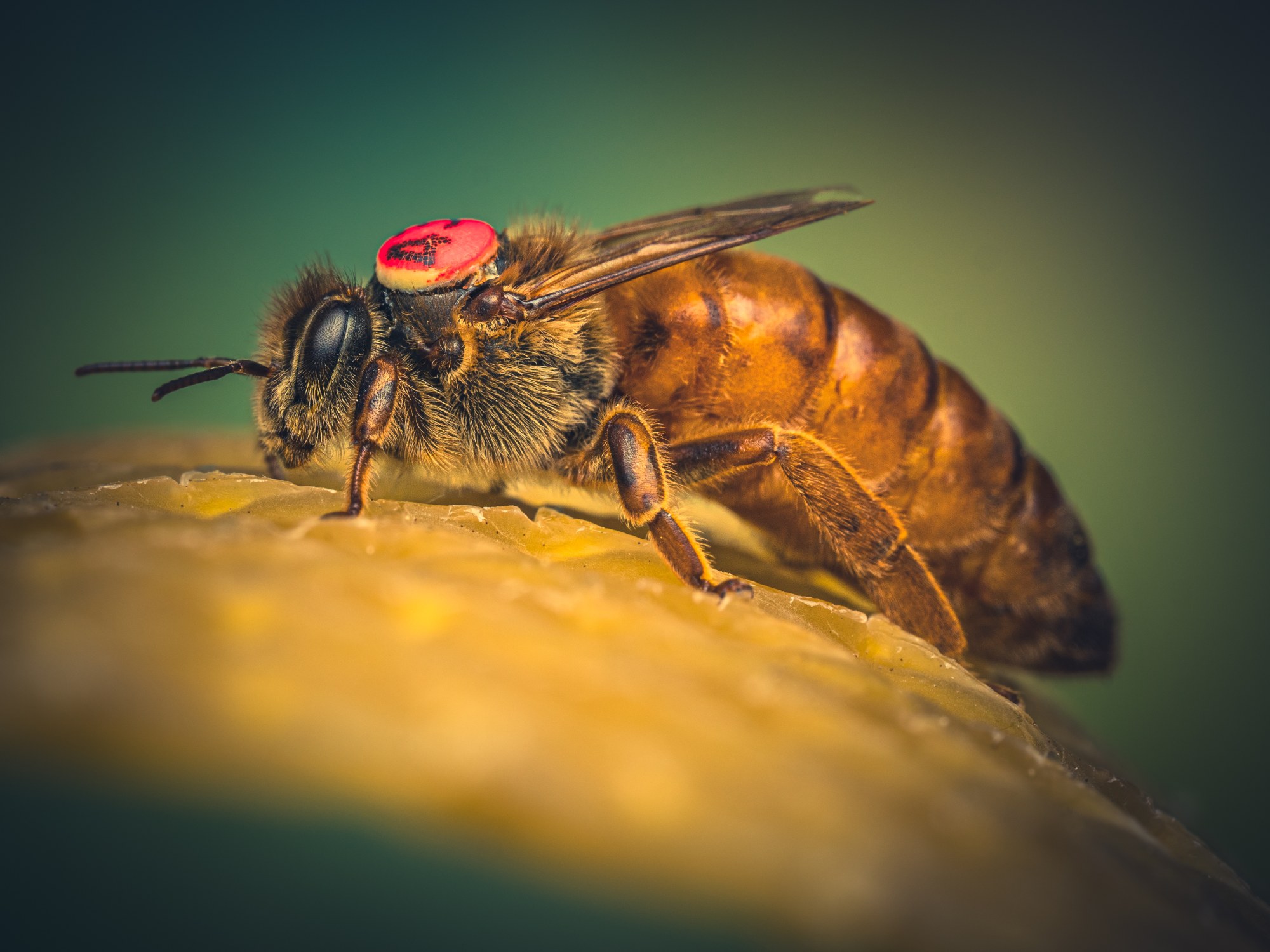 How not to requeen a beehive
