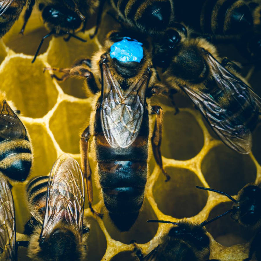 An obsidian queen bee with a blue dot on its back, pictured on comb amongst other bees.