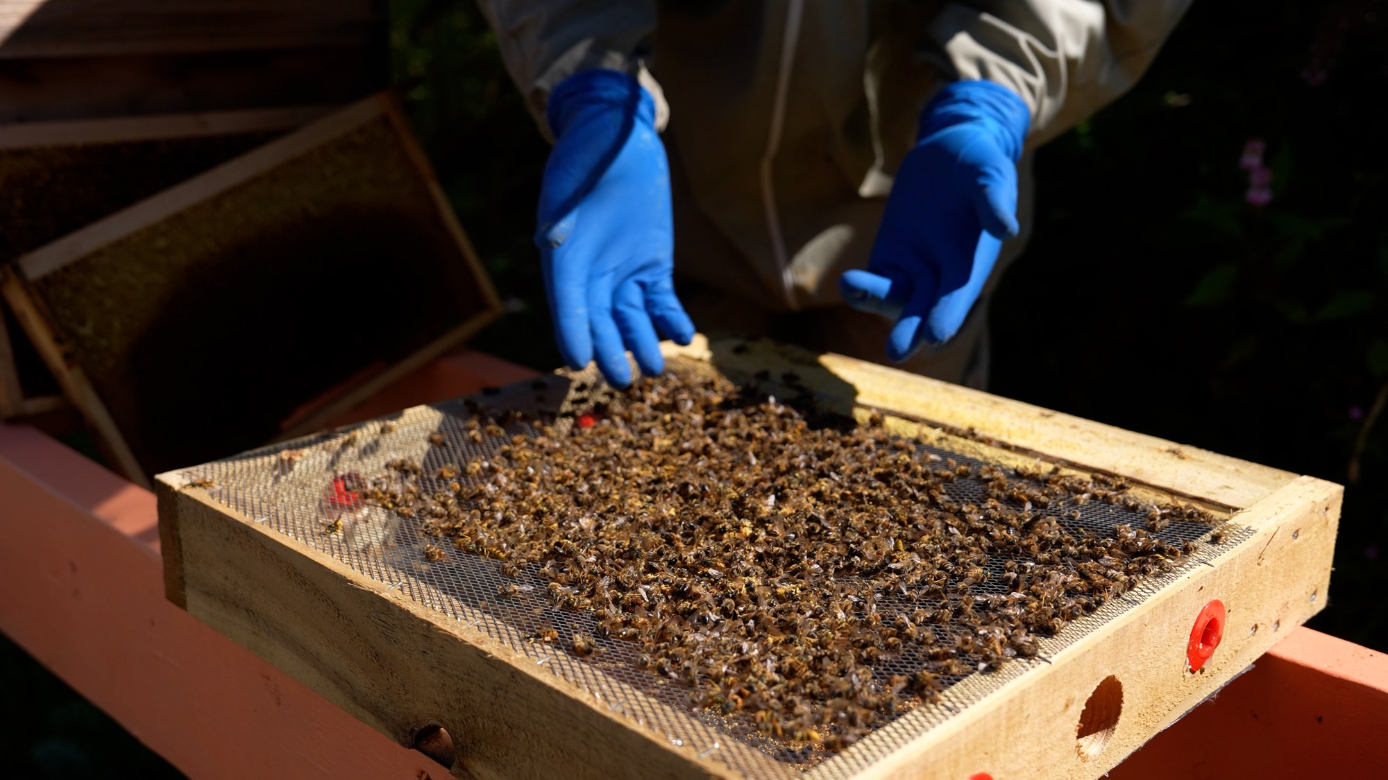 How to protect bees from wasp attacks