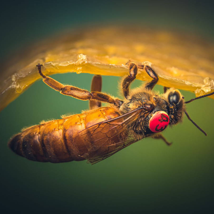 A signature mated queen bee with a red dot on its back.