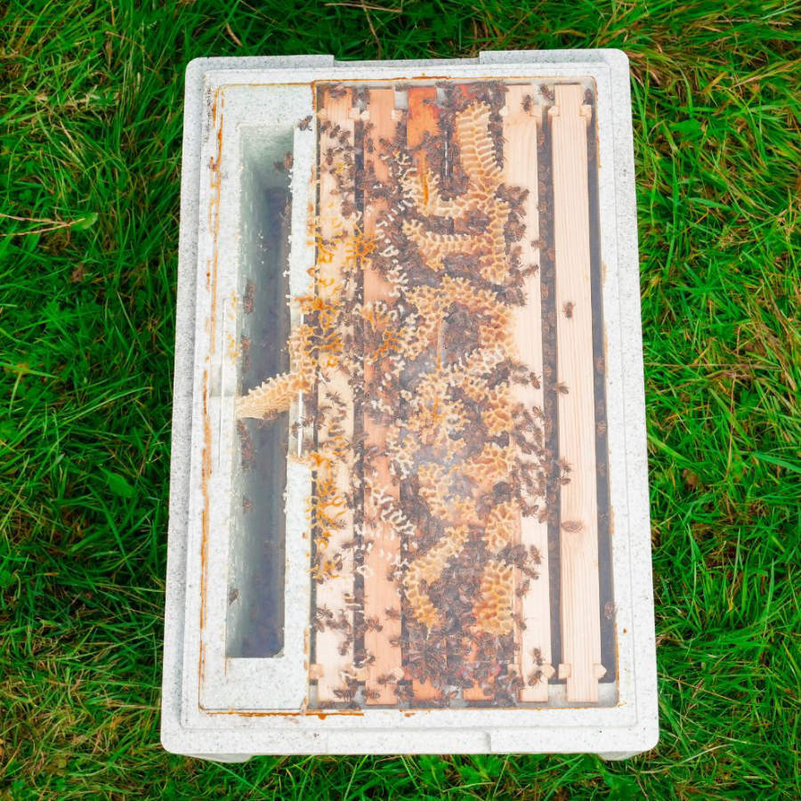 An summer colony (nuc) of bees on Langstroth frames ready to add to a hive.