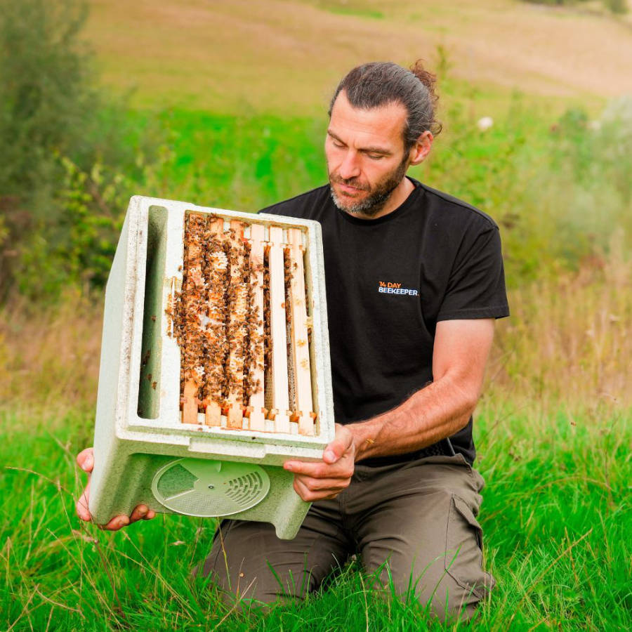 A summer colony (nuc) of bees on National frames ready to add to a hive.