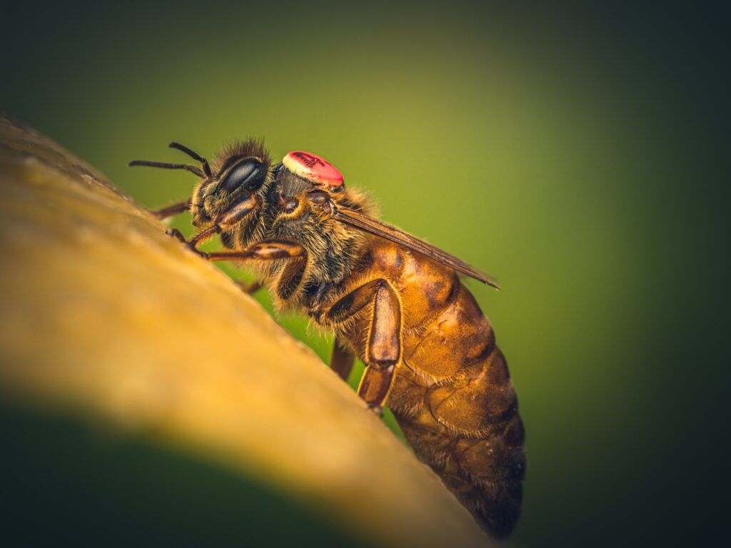 Supersedure in bees: can two queens live together?