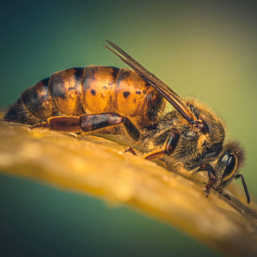 A UK mated Queen bee