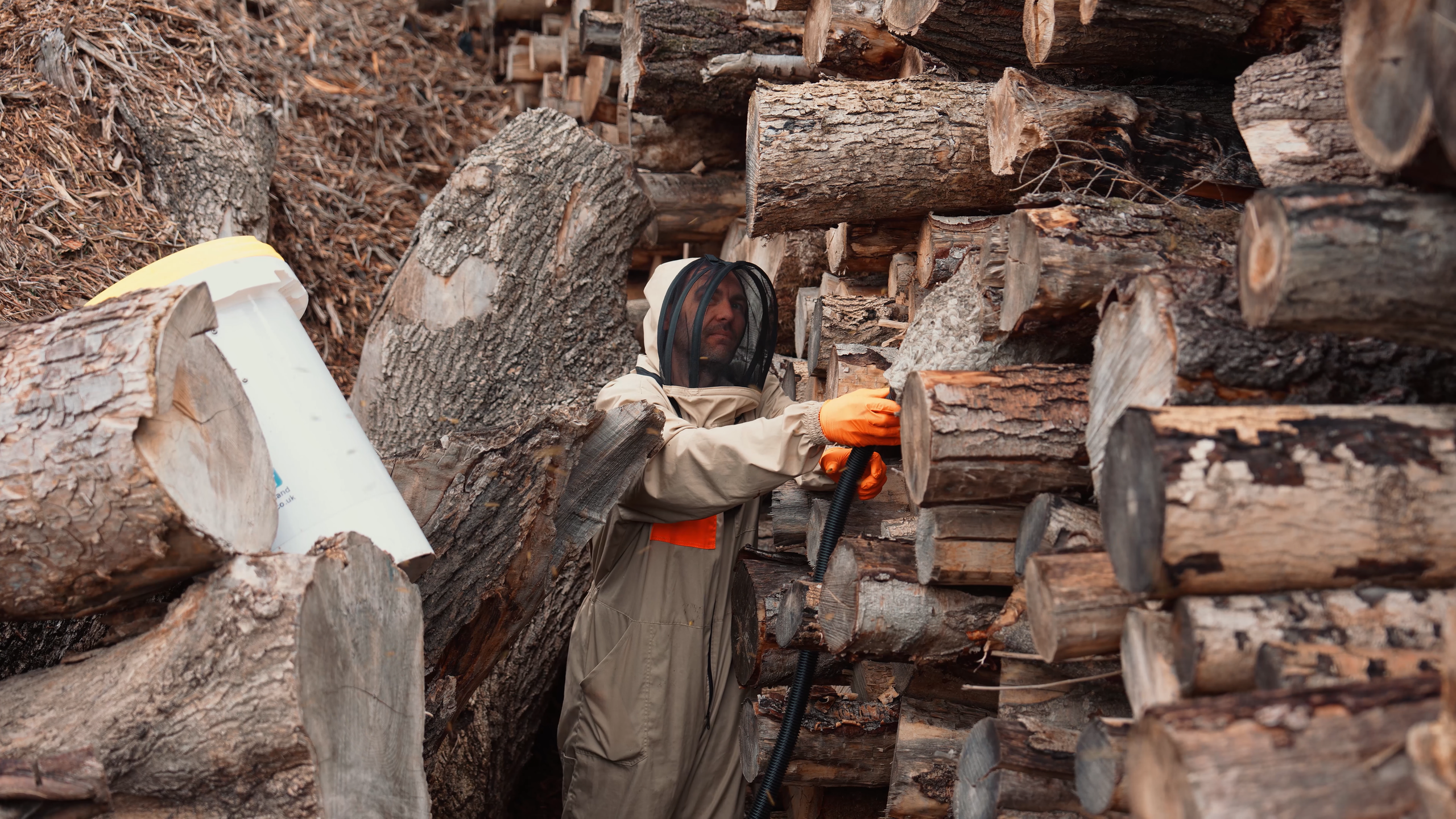 Removing a wasp nest with a bee vacuum