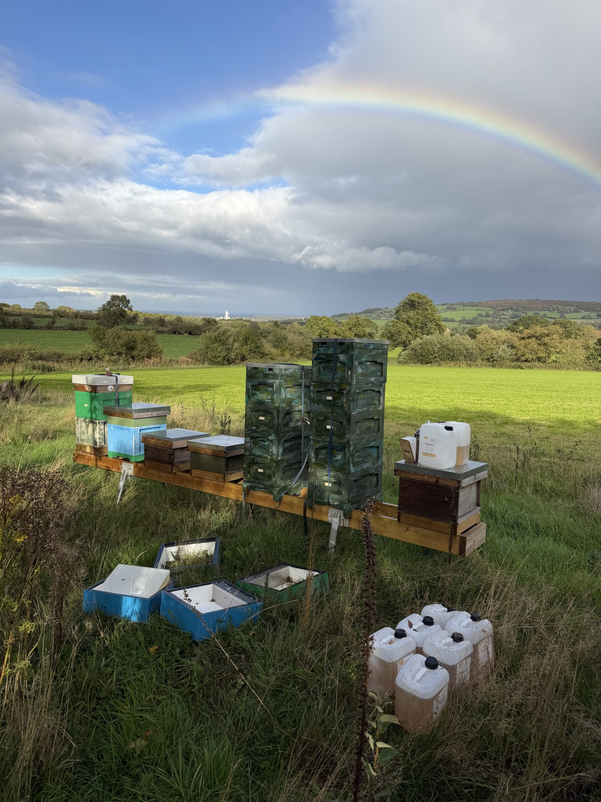 Winter beekeeping: feeding, moving hives and cleaning
