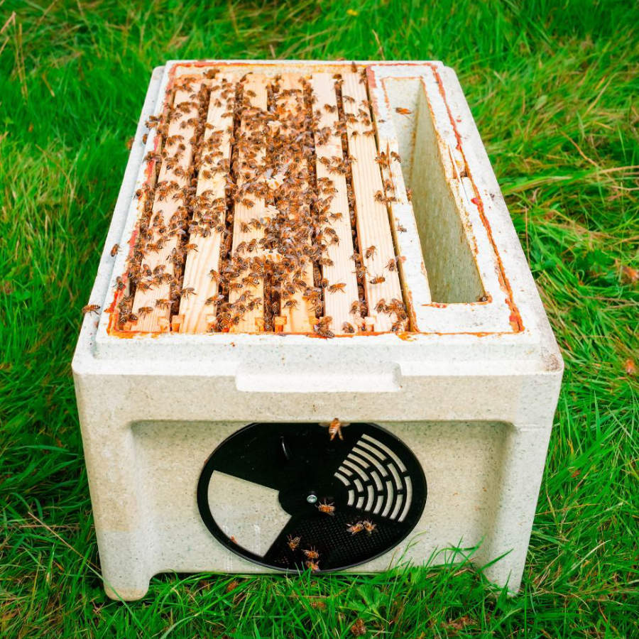 An overwintered colony (nuc) of bees on Langstroth frames ready to add to a hive.